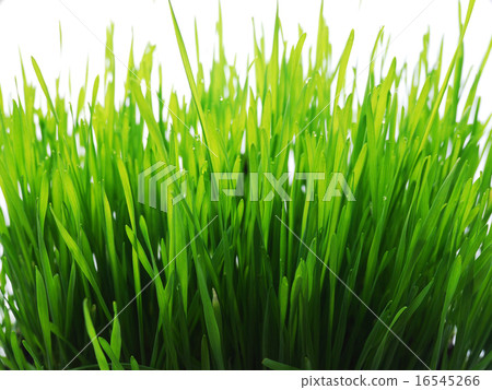 wheatgrass wheatgrass 16545266