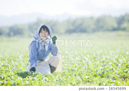 農業女孩 16545699