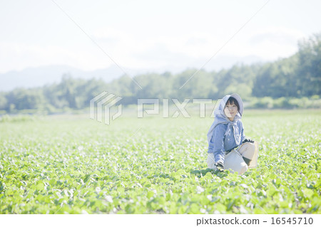 農業女孩 16545710
