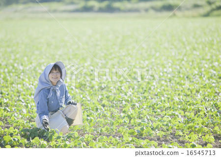 農業女孩 16545713