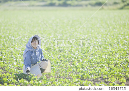 Agriculture girls Agriculture girls 16545715
