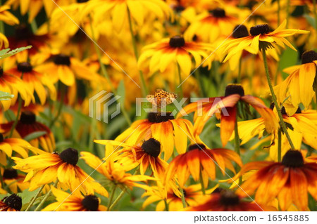 Butterflies and flowers 16545885