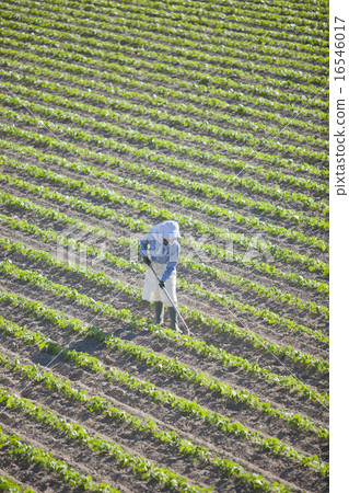 Agriculture girls Agriculture girls 16546017