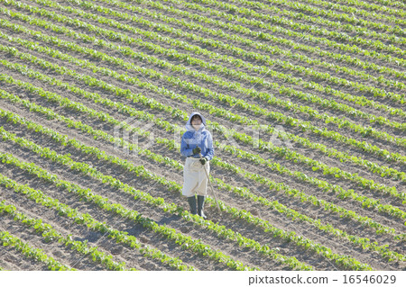 Agriculture girls 16546029
