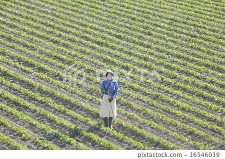 農業女孩 16546039