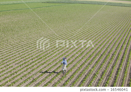 農業女孩 16546041