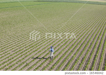 農業女孩 16546042