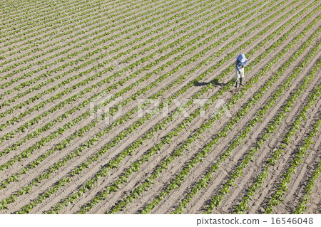 Agriculture girls Agriculture girls 16546048