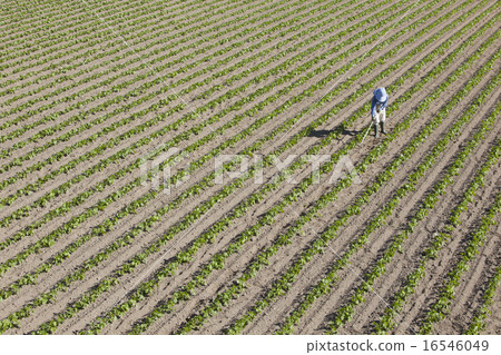 Agriculture girls Agriculture girls 16546049