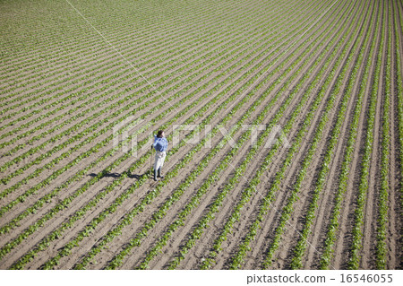 Agriculture girls 16546055