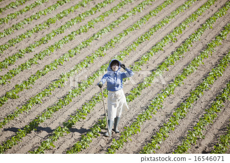 農業女孩 16546071