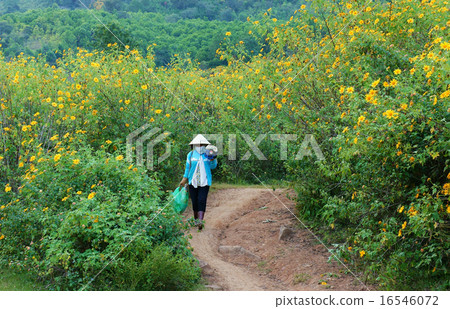 Asian countryside,  Dalat wild sunflower 16546072