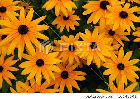 Rudobekia 16546501