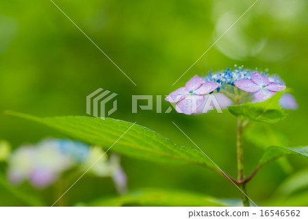 hydrangea hydrangea 16546562