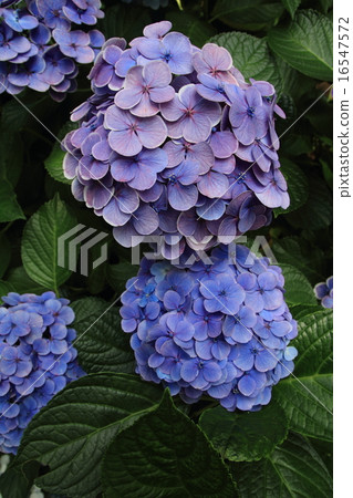 Hasedera Temple View繡球花步行繡球花 Hasedera Temple View繡球花步行繡球花 16547572