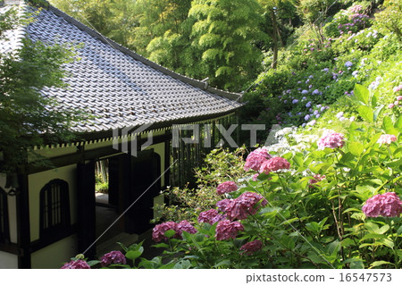 Hasedera Temple View繡球花步行繡球花 16547573