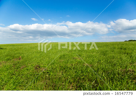 札幌·Yanagaoka 16547779