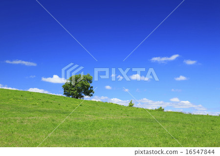Hokkaido Biei-cho Prairie and a tree 16547844