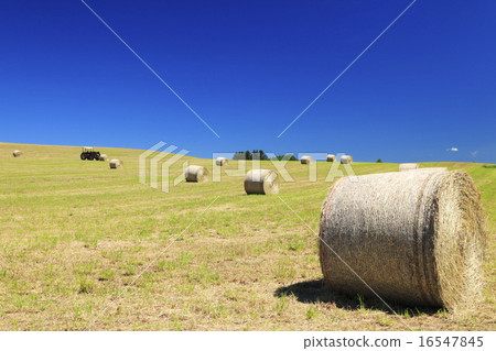 Kamifurano-cho Hokkaido Scenery with grass roll 16547845