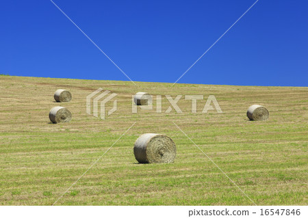 Kamifurano-cho Hokkaido Scenery with grass roll 16547846