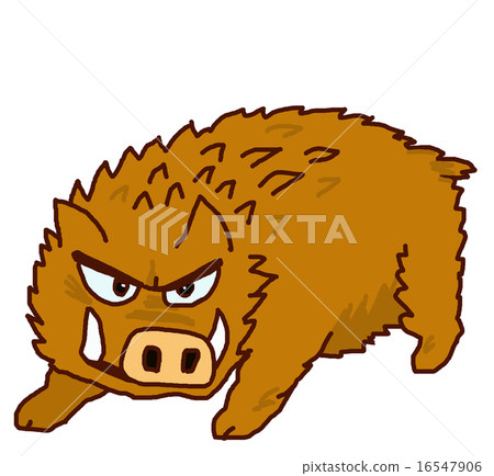 A staring wild boar 16547906