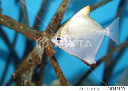 Shark's flying fish Shark's flying fish 16548153