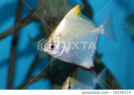 Shark's flying fish 16548154