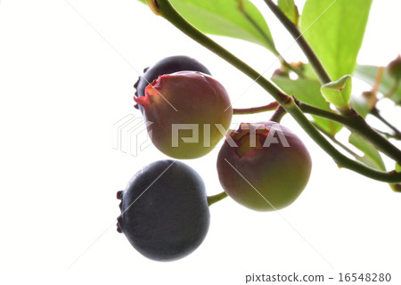 藍莓2 藍莓2 16548280