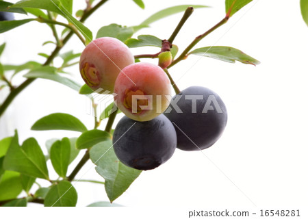 Blueberry 3 Blueberry 3 16548281