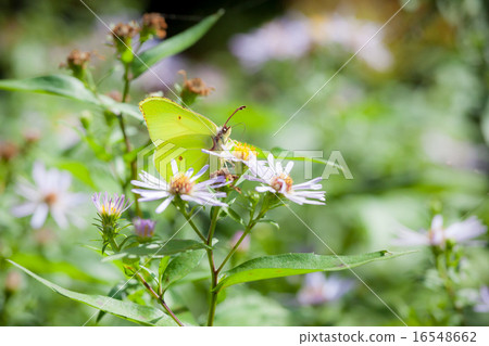 Butterfly and flower in summer nature 16548662