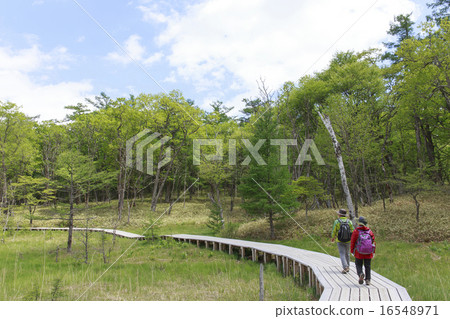 日光市栃木縣Senjogahara徒步旅行(6月) 日光市栃木縣Senjogahara徒步旅行(6月) 16548971