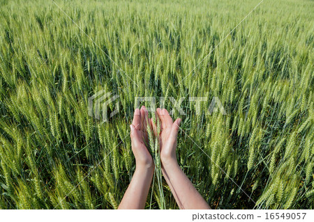 Agricultural concept with wheat Agricultural concept with wheat 16549057