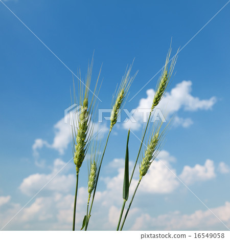 Wheat plant over sky Wheat plant over sky 16549058