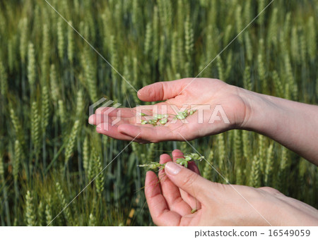 Agronomy, agronomist hold wheat crop Agronomy, agronomist hold wheat crop 16549059