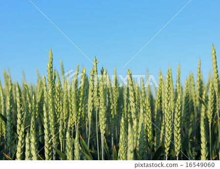 Wheat plant in field Wheat plant in field 16549060