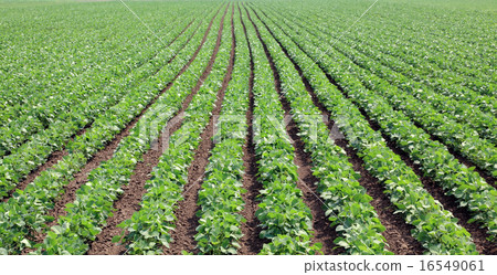 Soy bean field 16549061