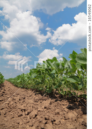 Soy bean plant in field Soy bean plant in field 16549062
