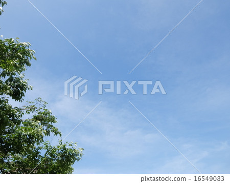 天空和綠色 16549083