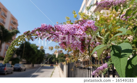 Sicily's Fuji Togi · Part 2 16549183