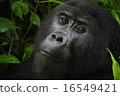 Gorilla 16549421