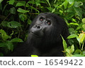 Gorilla 16549422