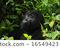 Gorilla 16549423