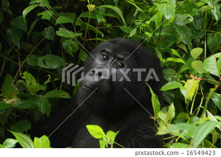 Gorilla Gorilla 16549423