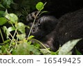 Gorilla 16549425