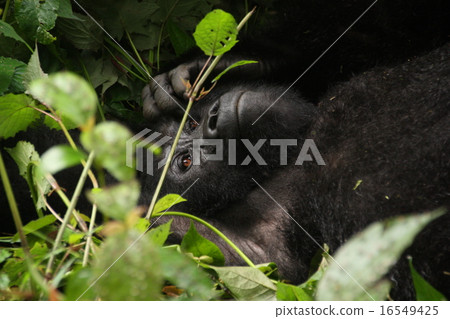 Gorilla Gorilla 16549425