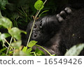 Gorilla 16549426