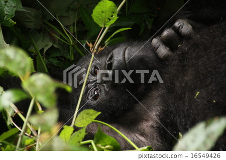 Gorilla Gorilla 16549426