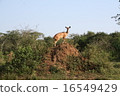 Impala 16549429