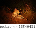 Leopard 16549431