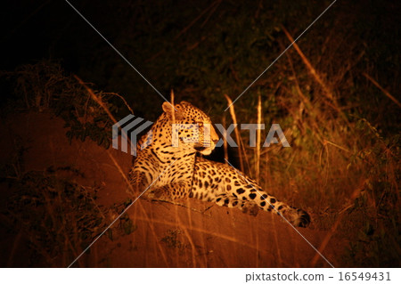 Leopard Leopard 16549431